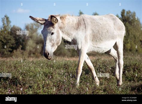 The Gray Donkey Is Walking In The Nature Stock Photo Alamy