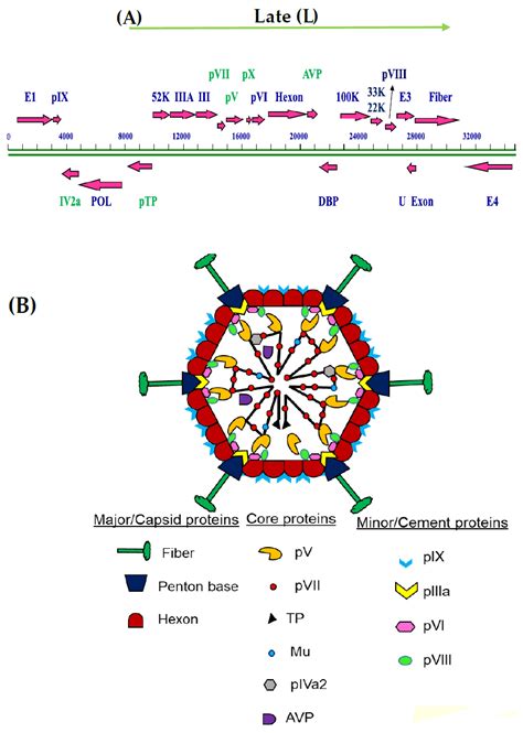 Viruses Free Full Text Adenovirus Core Proteins Structure And Function