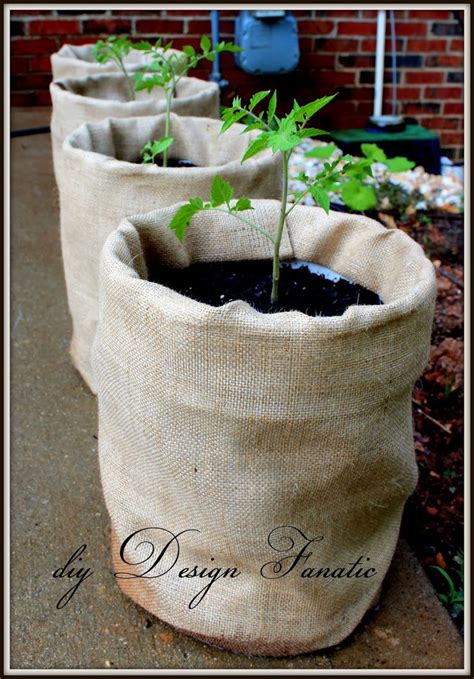 5 Gallon Bucket Planters Bucket Planters Growing