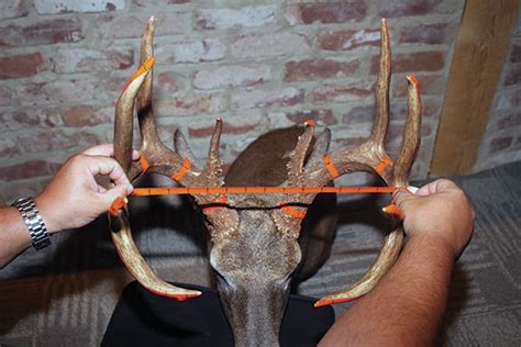How To Judge And Measure A Whitetail Buck Rack Big Deer