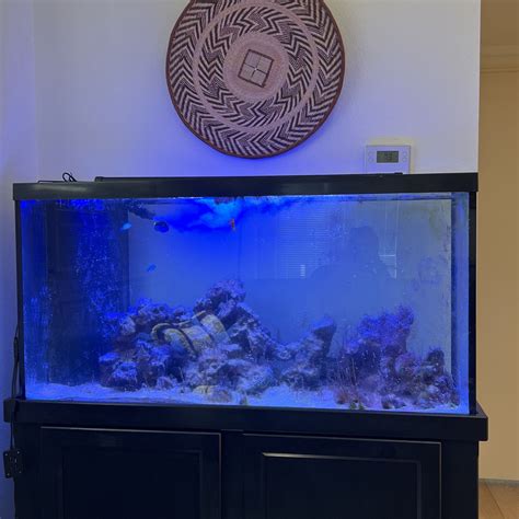 110 Gallon Fish Tank For Sale In Newport Beach Ca Offerup