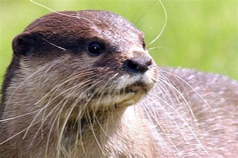 Welsh Scientists Warning Over Reproductive Health Of Male Otters