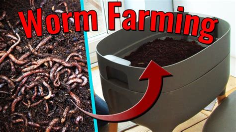 Making A Worm Farm Youtube