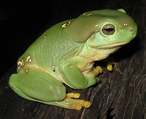 Magnificent Tree Frog Simple English Wikipedia The Free Encyclopedia