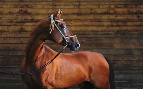 Akhal Teke By Artur Baboev Akhal Teke Horses Most Beautiful Horses