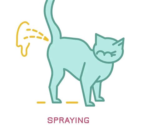 6 Practical Tips On How To Stop Your Cat From Spraying Indoors