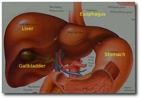 This particular organ is exclusive to the chordates and is absent in liver diagram. My gallstones diet advice: how to live with gallstones ...
