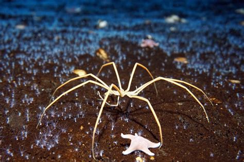 How Giant Sea Spiders May Survive In Warming Oceans The New York Times