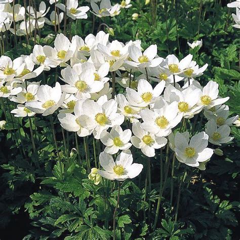 Dainty, fragrant white flowers held above bright green foliage. White flowering perennial; Anemone sylevestris 'Madonna ...
