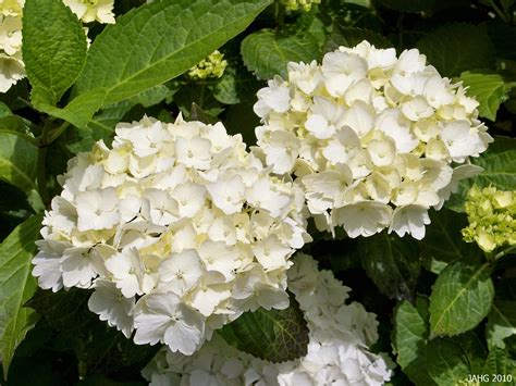 This Pure White Hydrangea Macrophylla Is Probably Quot Blushing Bride39