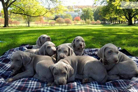 Great with children and other dogs.i have included pictures of the puppies and some previous litter pictures to see how beautiful they are. Weimaraner for sale for $800, near Syracuse, New York ...