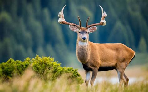 Idaho Deer Hunting Season Sibyl Elspeth