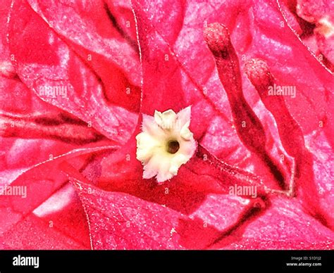 Bougainvillea Bracts Bud And A White Flower Stock Photo Alamy