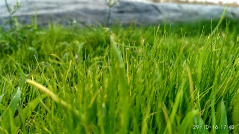Close Up Of Grass In Field · Free Stock Photo