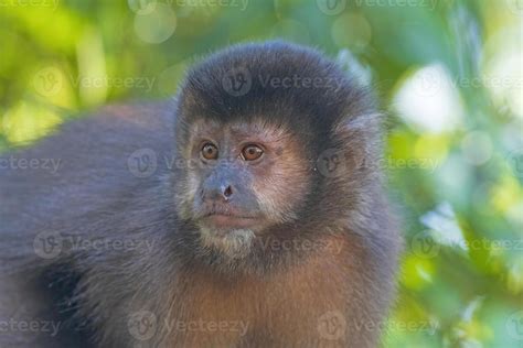 Capuchin monkey in the Tropics 11338444 Stock Photo at Vecteezy