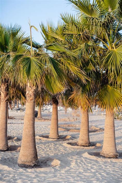 Palm Trees On The Beach Stock Image Image Of Sand California 241427793