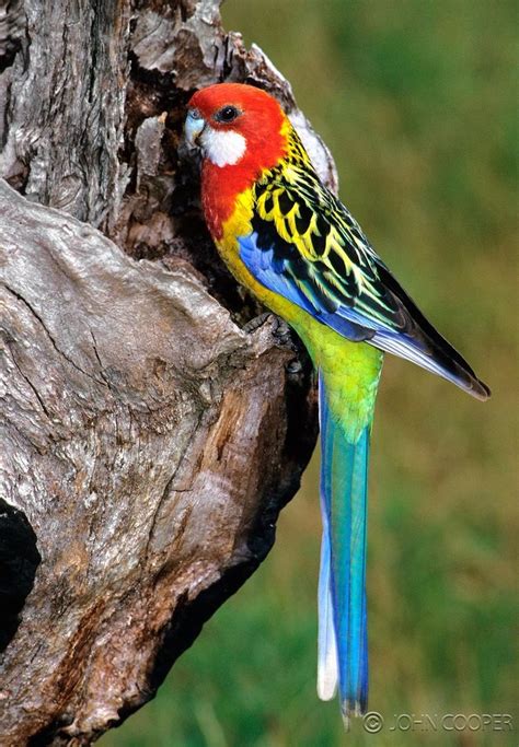 Eastern Rosella Beautiful Bird Wallpaper Australian Birds Wild Birds