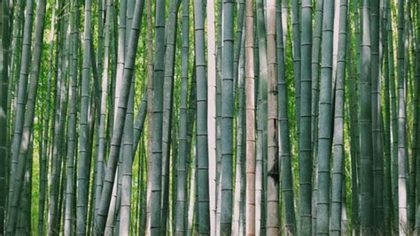 The Reality Of Bamboo Products Are They Sustainable Change Impacts
