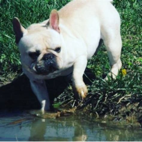 The breed is the result of a cross between toy bulldogs imported from england and local ratters in paris, france, in the 1800s. Perdue Hills, French Bulldog Breeder in Borden, Indiana