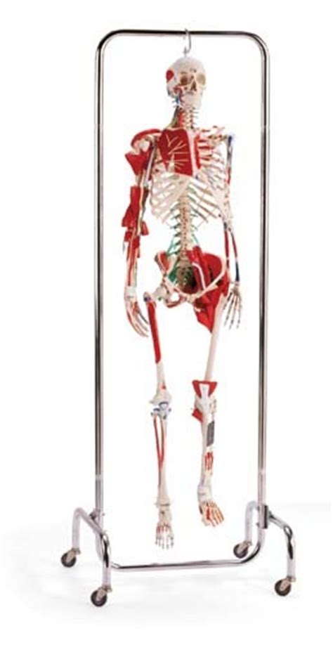 Orthopedic Skeleton Sk 2000 Made By Laerdal Medical Corp Cpr