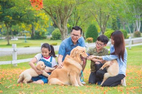 Rekomendasi 12 Ras Anjing Keluarga Terbaik Anjingpedia