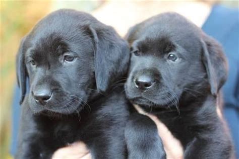 We are located in the inland empire of california near orange county, los angeles county, san diego county, ventura county, santa barbara county and kern county. Beautiful English Black Lab Puppies for Sale in San Jose ...
