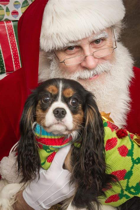 Pets With Santa Photo Fundraiser Mid Hudson News