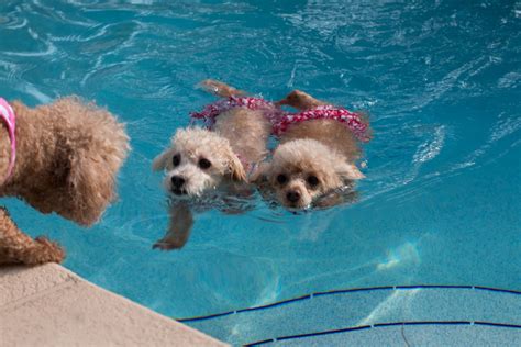 Poodles Love To Swim Baby Dogs Pet Dogs Pets Swimming Safety Parti