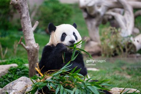 The Panda High Res Stock Photo Getty Images