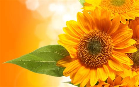 Excellent Spring Sunflower Desktop Wallpaper You Can Download It Free Of Charge Aesthetic Arena