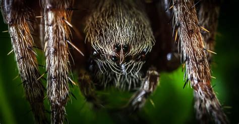 Macro Photography Of Spider · Free Stock Photo