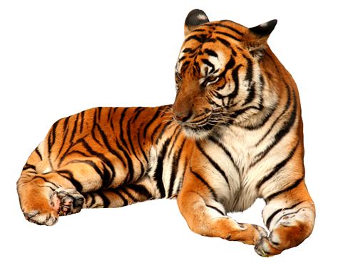 Tiger Png Images