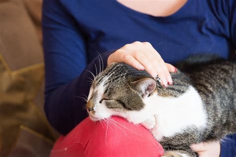 The elimination of bupropion depends on how long you've been taking it, since the half life may increase to 21 hours with chronic dosing. How Long Does FELIWAY Take to Work?