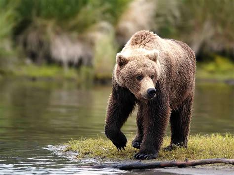 Animals Of The World Grizzly Bear
