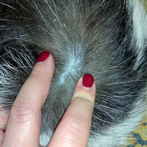 Banish Cat Dandruff Simple Steps To Healthy Feline Skin
