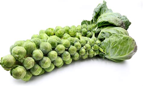 By vegetable standards, brussels sprouts are quite youthful. Brussel Sprouts