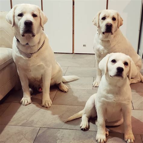 I have two adorable babies left. 1,578 次赞、 17 条评论 - Royal White English Labradors ...