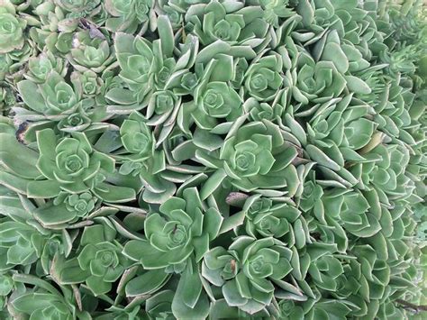 email protected is an image sharing and retrieval application for the identification of plants.it is developed by scientists from four french among other features, this free app helps identifying plant species from photographs, through a visual recognition software. Free Plant Identification (With images) | Plant ...