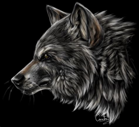 Grey Wolf By Cantaloupefish On Deviantart