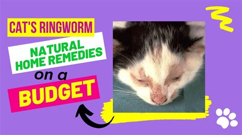 How To Treat Cats And Kittens Ringworm Home Treatment With Natural Home