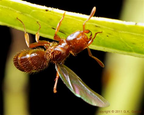 Red Ant Shedding Wings Lasius Bugguidenet