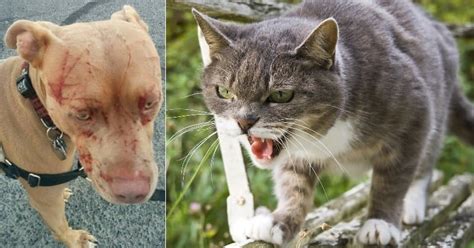 We did not find results for: How to Stop a Cat Fight and Why They Happen | Myawesomecat.com