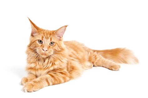 Don't you want to know about your cat's wellbeing? Maine Coon Cat Breed Information | Temperament & Health