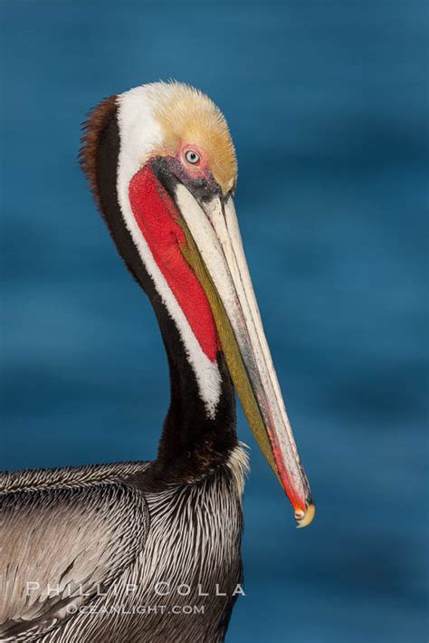 California Brown Pelican Portrait With Mating Plumage Pelecanus