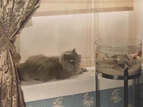 Finicky Felines | Nat Geo Education Blog