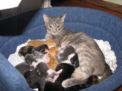 We fostered him and his siblings when they were four days old. This precious little girl was rescued with 10 kittens. A ...