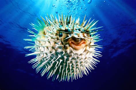 30 Foods You Didnt Know Could Kill You Deadly Animals Puffer Fish