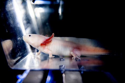 Meet The Axolotl A Cannibalistic Salamander That