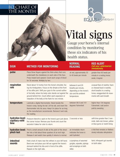 Gauge Your Horses Internal Condition With The Help Of This Vital Signs