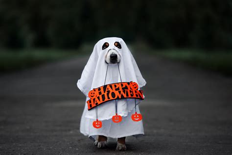 8 Fun And Spooky Pet Costumes For Halloween 2020